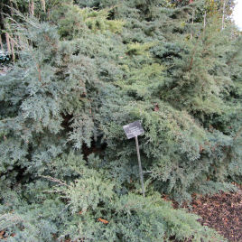 Zimbro de porte estendido 'Pfitzeriana Glauca'